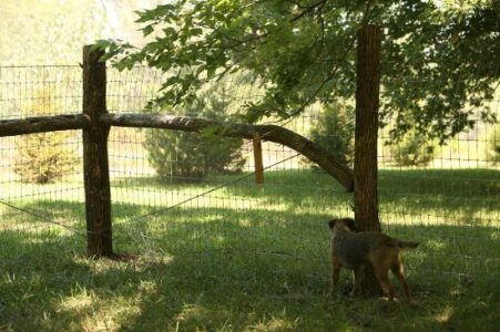 Beautiful, Rustic Dog Fence Image